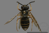 ǦW:Vespula flaviceps