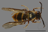 ǦW:Vespula arisana