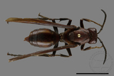 ǦW:Polistes gigas