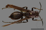 ǦW:Polistes gigas