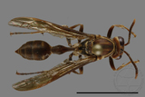 ǦW:Parapolybia nodosa