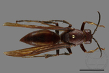 ǦW:Polistes gigas