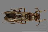 ǦW:Parapolybia nodosa