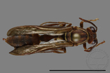 ǦW:Parapolybia nodosa