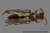 ǦW:Parapolybia nodosa