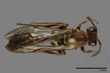 ǦW:Parapolybia nodosa