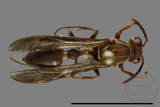 ǦW:Parapolybia nodosa