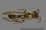 ǦW:Parapolybia nodosa