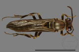 ǦW:Parapolybia nodosa