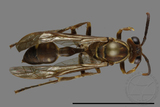 ǦW:Parapolybia nodosa