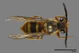 ǦW:Vespula arisana