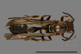 ǦW:Parapolybia nodosa