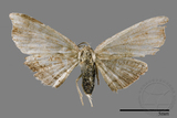 ǦW:Chundana emarginata