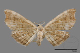 ǦW:Chundana emarginata