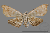 ǦW:Chundana emarginata