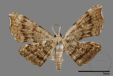 ǦW:Chundana emarginata