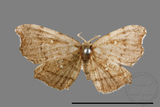 ǦW:Chundana emarginata