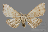 ǦW:Chundana emarginata