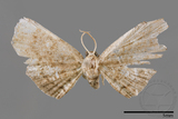 ǦW:Chundana emarginata