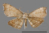 ǦW:Chundana emarginata