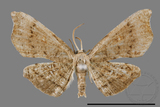 ǦW:Chundana emarginata