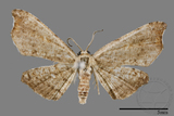 ǦW:Chundana emarginata