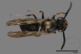 ǦW:Vespula flaviceps