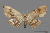 ǦW:Chundana emarginata