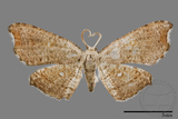 ǦW:Chundana emarginata