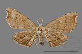 ǦW:Chundana emarginata