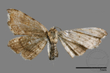 ǦW:Chundana emarginata