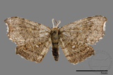 ǦW:Chundana emarginata