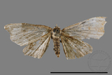 ǦW:Chundana emarginata