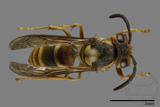 ǦW:Vespula rufa