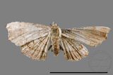 ǦW:Chundana emarginata