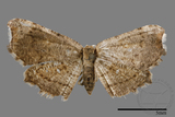 ǦW:Chundana emarginata