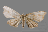 ǦW:Chundana emarginata