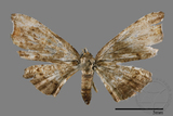 ǦW:Chundana emarginata