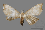 ǦW:Chundana emarginata