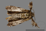 ǦW:Callopistria rivularis