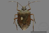 ǦW:Halyomorpha halys