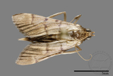 ǦW:Crambidae sp.