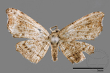 ǦW:Chundana emarginata