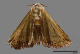 ǦW:Noctuidae sp.