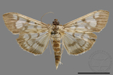 ǦW:Crambidae sp.