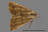 ǦW:Hipoepa biasalis