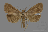 ǦW:Simplicia sp.