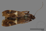 ǦW:Crambidae sp.