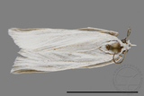 ǦW:Crambidae sp.