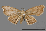 ǦW:Chundana emarginata